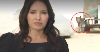Bear crashes KTLA reporterâs live shot while sheâs covering Monrovia attack